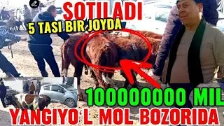 YANGIYOʻL MOL BOZORIDAGI BUGUNGI NARXLAR 🦬🐃🐂🐎🐏🐑🐐🐄