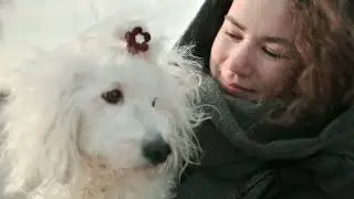 Le Caniche Blanc : &Eacute;l&eacute;gance et Douceur