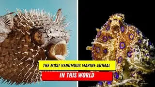 5 Most Poisonous and Dangerous Marine Animals