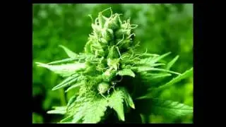 green valley - la santa planta