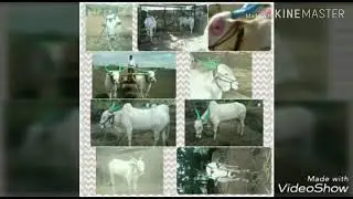 Lokapur Parannavar bulls