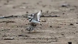 PIPING PLOVER courting, mating, nesting Charadrius melodus