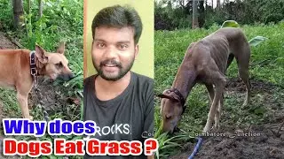 நாய் புல் திங்க இதான் காரணமா? எப்படி நிறுத்துவது? |  Dog eats grass & vomits. Why? How to stop?
