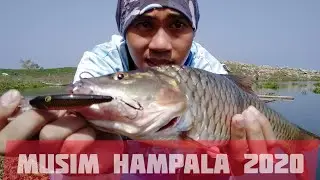 Casting Hampala Jatiluhur || strike hampala di jatiluhur bikin ketagihan #castinghampala #hampala