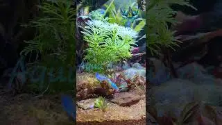 Look:One of One&ndash;Fire Flame Guppy1of1#guppy#unique #fish#shorts#film#fireflame #flametail#viral#cute
