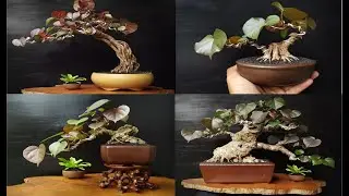 INSPIRASI BONSAI WARU MERAH ( RED HIBISCUS ) karya reysha 27