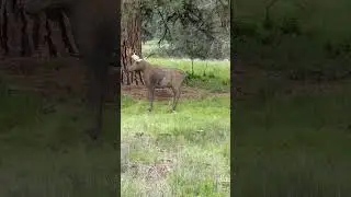 My Son Drills a 3D Moose Target With His Montana Made Recurve