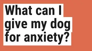 What can I give my dog for anxiety?