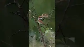 В большой семье клювом не щелкают! 🦅🦅 Продолжение истории про жуланов. Слеток отнимает еду у отца