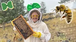 Honey & Bees For Kids | Visiting the Maui Honey Bee Sanctuary as a Bee Keeper