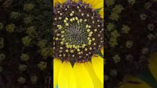 SUNFLOWERS DIFFERENT TYPES (1)