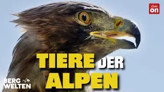 Tiere der Berge: Die geheimen Bewohner der Alpen | Bergwelten