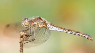Makroaufnahmen einer ruhenden Libelle (Gro&szlig;e Heidelibelle) - Macro shots of a resting dragonfly