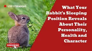 What Your Rabbit's Sleeping Position Reveals About Their Personality, Health and Character#pets
