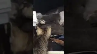 mau gabung sama dede bayi