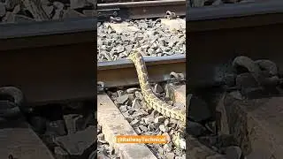 Train k Samne Rail track par AJAGAR Snake @RailwayTechnical