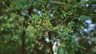 Acacia Decurrens
