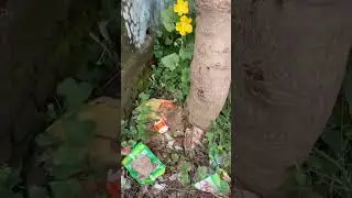 तीतर ( Partridge ) run to fast  #naturevlog #naturebeauty by Nature Nuts