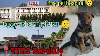 lucy को हुआ loosemotion 🐶 // IVRI izzatnagar बरेली uttarpradesh /free pet hospital/ German shepherd