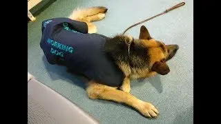 Hudson & Rex: Training