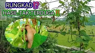 RUNGKAD‼️PANEN‼️ MILES DI KEBUN PINGGIR JALAN RAYA@Berlian florist