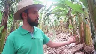 Adubação líquida em Bananeiral Prata Anã em Delfinópolis MG