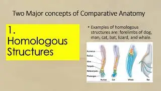 Comparative Anatomy HOMOLOGOUS AND ANALOGOUS STRUCTURES SCIENCE 10 THIRD QUARTER