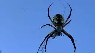 Charlotte's Web @ Green Meadows Preserve