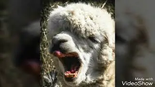 Alpaca