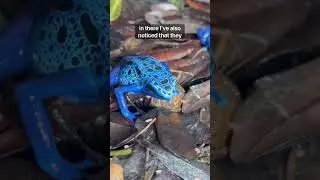 My Poison Dart Frogs Eat Like Kings! #youtubeshort fyp #poisondartfrog