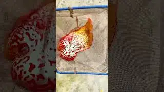Buying a golden base 2 tones kamfa flowerhorn