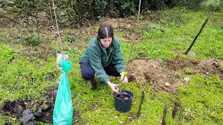 Plantando frutales en la finca de la charca