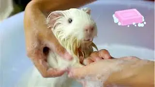 How often should I bath my Guinea Pig? 🐹 Quick guide to safely bath your piggy.