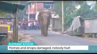 Elephant damages several houses in eastern India