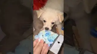 He wants everything to play 🤣🤪🐶 #bubu #puppy #pets #cute #play #funny #animals