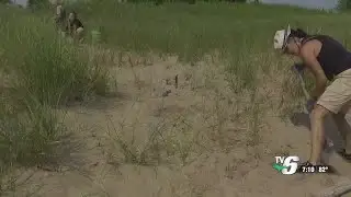 Superior Watershed Partnership protects Marquette shoreline with beach grass