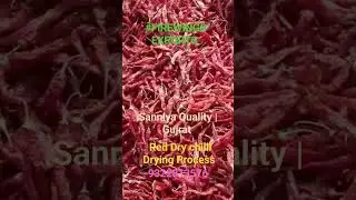 Sanniya Quality | Red Dry Chilli Drying | Sukhane ki process | Rajkot Gujrat