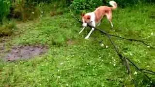 Welsh collie tree fighting