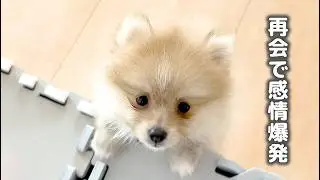 2か月で別犬級!? 赤ちゃん期からの愛おしすぎるお出迎え成長記録