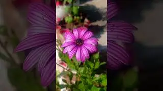 Osteospermum Flower🌸🌸#osteospurmum #viral #relaxingmusic #love #trending