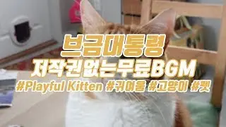 [냥냥 귀여운음악]  Playful Kitten | 딱 들으면 고양이 브금