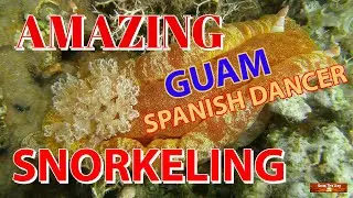 Snorkeling Adventure at Nimitz Beach Guam
