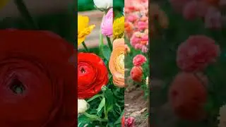 Ранункулюс  Сибирское здоровье