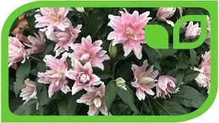 Lilien, der heimliche Grund an die Chelsea Flower Show zu kommen