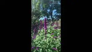 Wild Pollinator Count Citizen Science Project