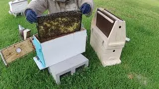 Mann Lake Observtion hive