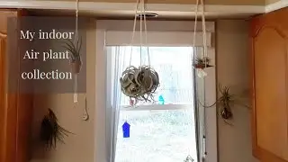 A little tour of my indoor Air plant collection & how I showcase their beauty