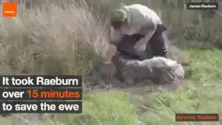 Man Saves Sheep Stuck in Mud