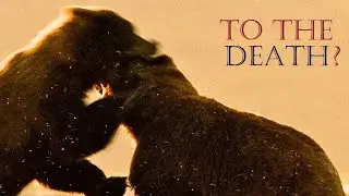When Bears Fight