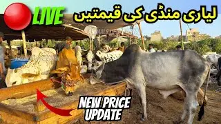 Live At Liyari Bakra peri Today | Live Liyari Cow Mandi New Rates Update | Liyari Maweshi Mandi 2024
